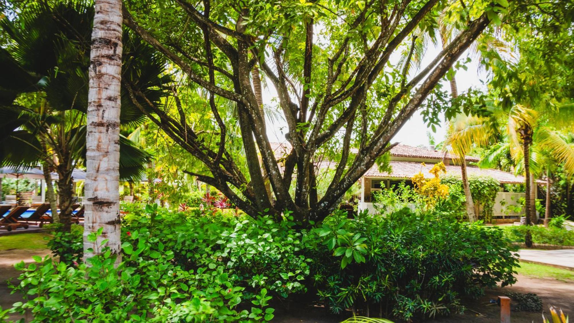 Hotel Casa Acayu à São Miguel dos Milagres Extérieur photo